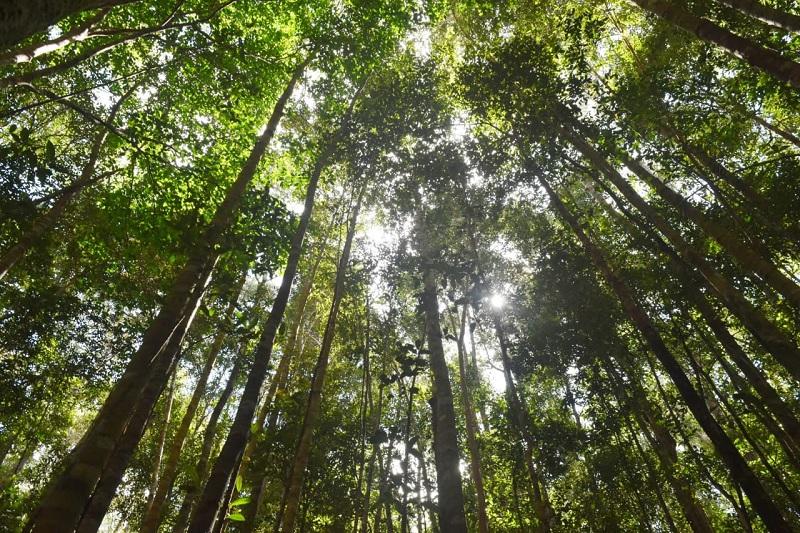 Hutan Tani Indigofera Sumba